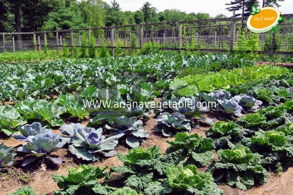 ساخت گلخانه سبزیجات