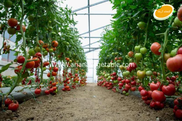 نحوه ساخت گلخانه سبزیجات