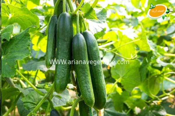 انواع خیار درختی