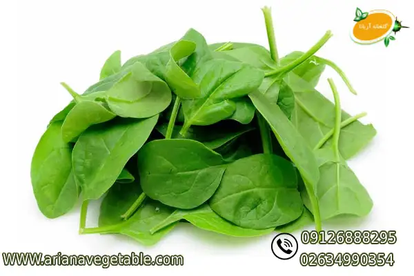 خرید بیبی اسفناج 