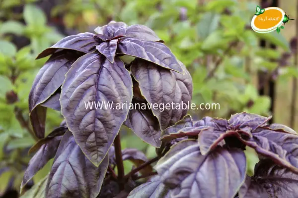 خرید ریحان بنفش