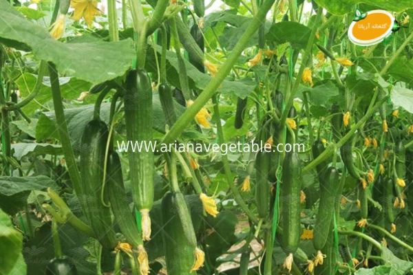 روشهای کاشت خیار درختی