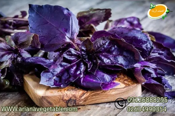 خواص و فواید ریحان بنفش