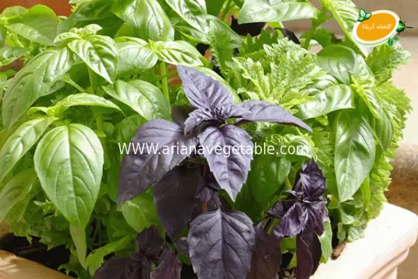 فواید ریحان بنفش