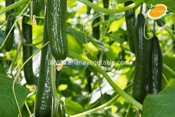 کشت و رشد بذر خیار درختی