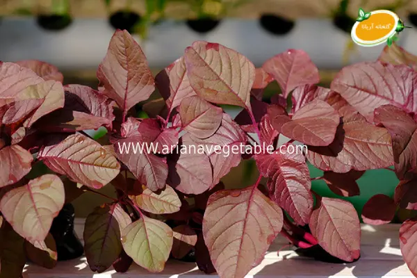 خرید بذر اسفناج ژاپنی 2 خرید بذر اسفناج ژاپنی با بهترین قیمت