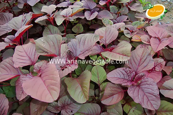 خرید بذر اسفناج ژاپنی 1 خرید بذر اسفناج ژاپنی