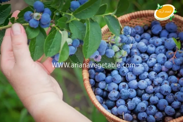خرید بلوبری