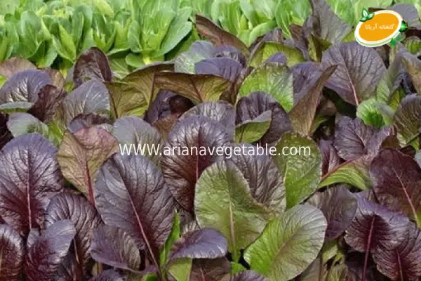 خرید بذر اسفناج ژاپنی 3 خرید بذر اسفناج ژاپنی در تهران