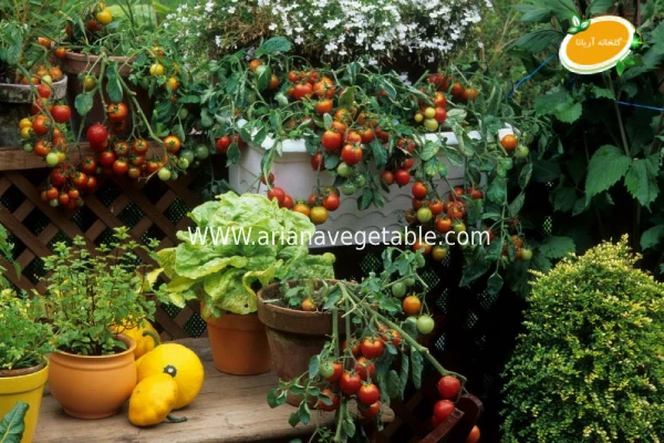 انتخاب خاک مناسب برای کاشت گوجه گیلاسی