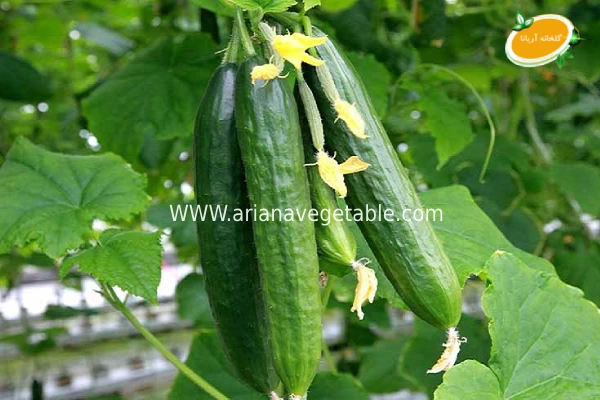 خیار درختی در تهران