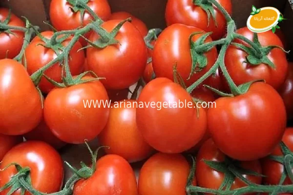 راهنمای خرید گوجه گیلاسی