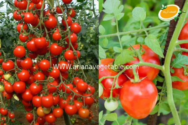 راهنمای کاشت گوجه گیلاسی در گلدان