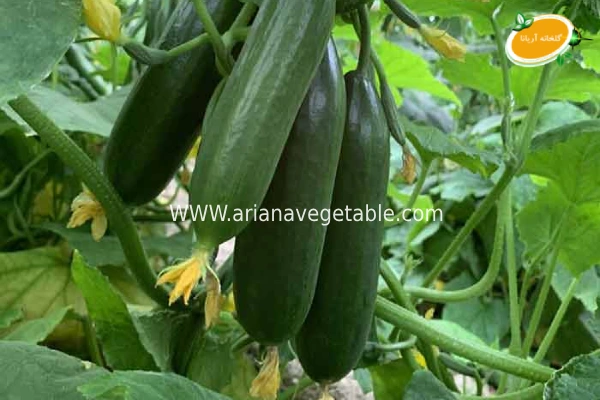 عمده خیار درختی در تهران