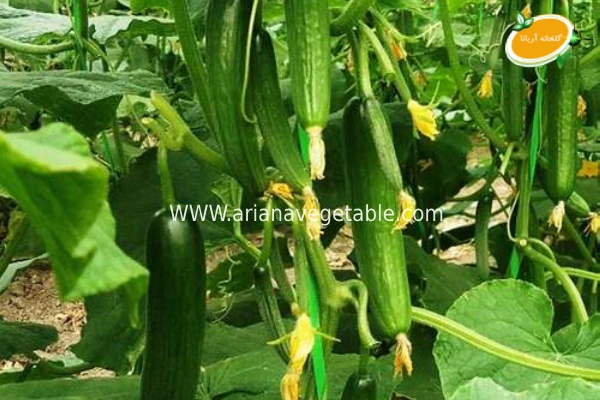 قیمت خیار درختی در تهران