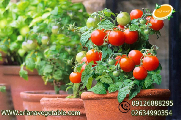 کاشت گوجه گیلاسی در گلدان