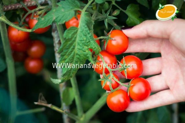 کاشت گوجه گیلاسی