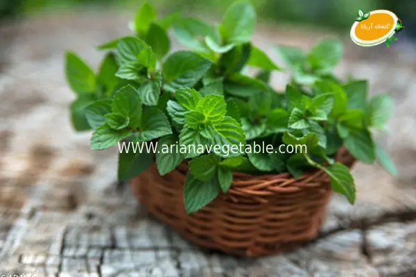 خرید نعناع موهیتو گلدانی