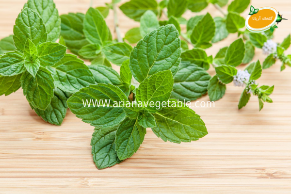 خواص نعنا موهیتو گلدانی