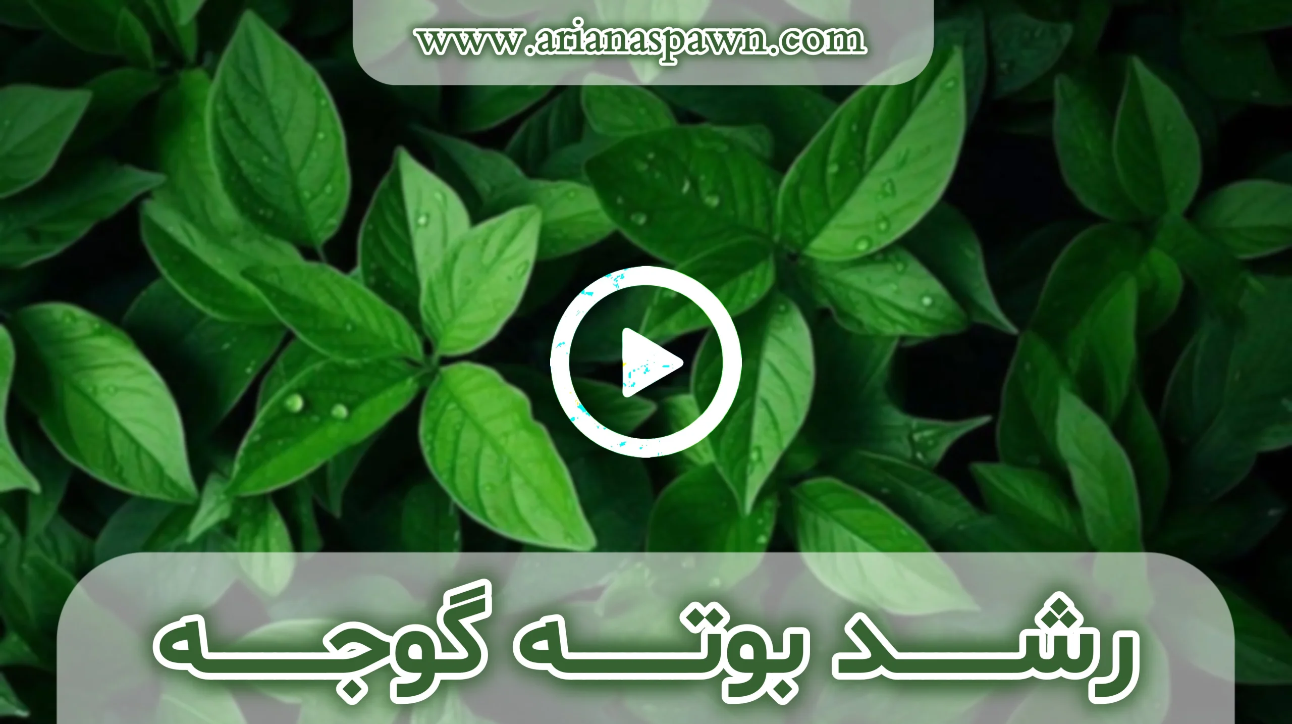 رشد بوته گوجه