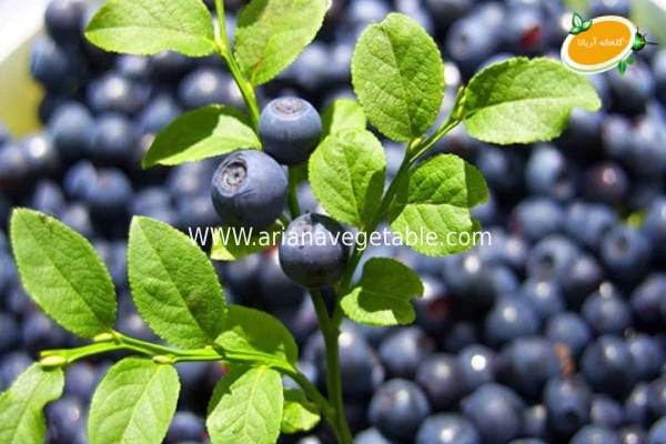 بلوبری در گلخانه