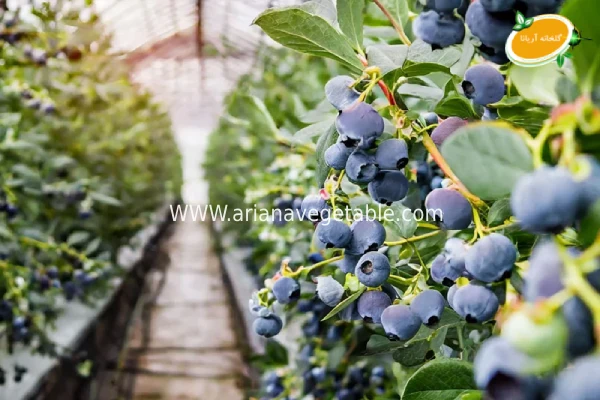 بهترین زمان کاشت بلوبری در گلخانه