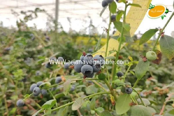 نحوه کاشت بلوبری در گلخانه