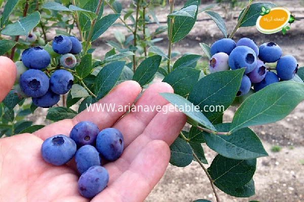پرورش بلوبری در گلخانه 