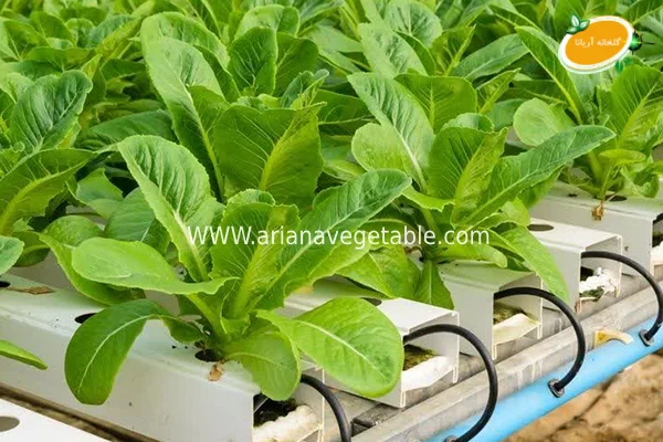 کشت گلخانه‌ای