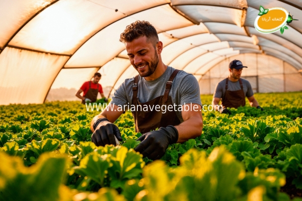 تفاوت محصولات ارگانیک و غیرارگانیک 5 چالش های کشاورزی ارگانیک