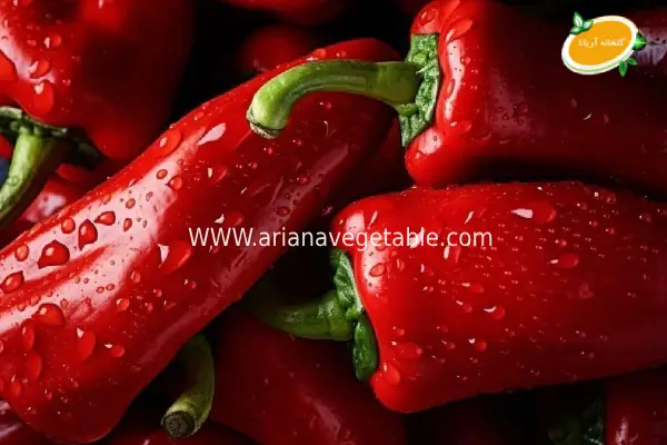 فلفل کاپی در گلخانه آریانا 