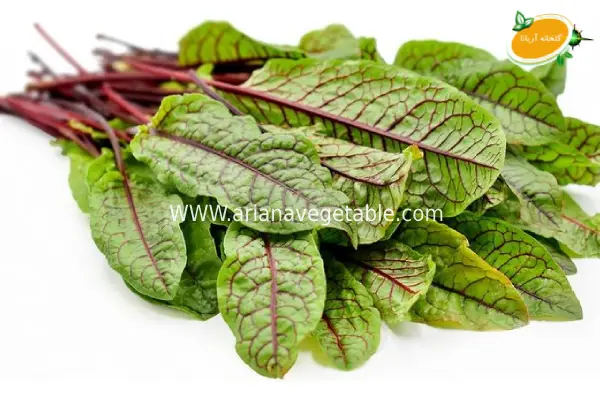 خواص گیاه سورل