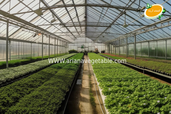 افزایش بهره‌ وری و درآمد در گلخانه‌ های کوچک