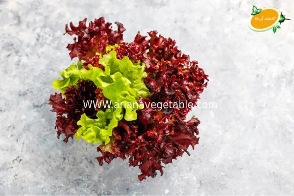 کاهو فرانسوی | سبزی برای کاهش وزن و سلامت بدن 4 کاهوی فرانسوی با کیفیت بخرید