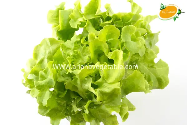 کاهو فرانسوی | سبزی برای کاهش وزن و سلامت بدن 1 آشنایی با کاهوی فرانسوی و خصوصیات آن