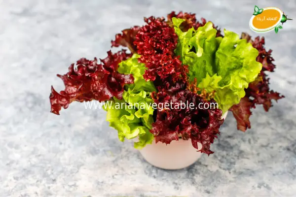 کاهو فرانسوی | سبزی برای کاهش وزن و سلامت بدن 2 کاهوی فرانسوی و پیشگیری از سرطان