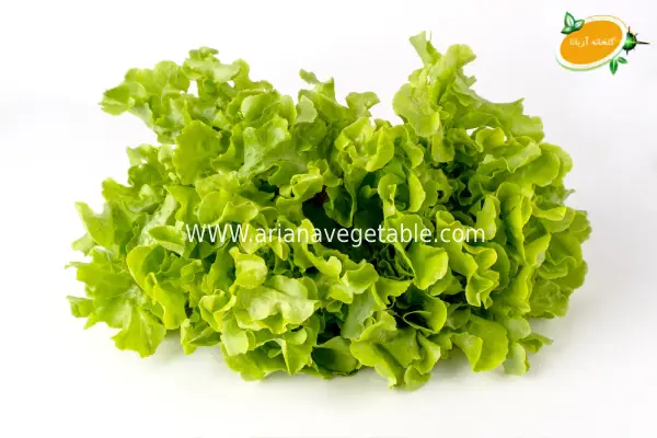 کاهو فرانسوی | سبزی برای کاهش وزن و سلامت بدن 3 افزایش قدرت سیستم ایمنی بدن