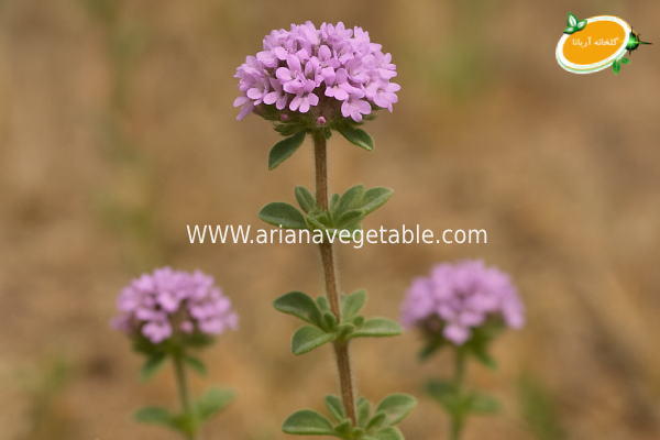 انواع سبزی کوهی و خواص درمانی آن ها 2 کاکوتی کوهی