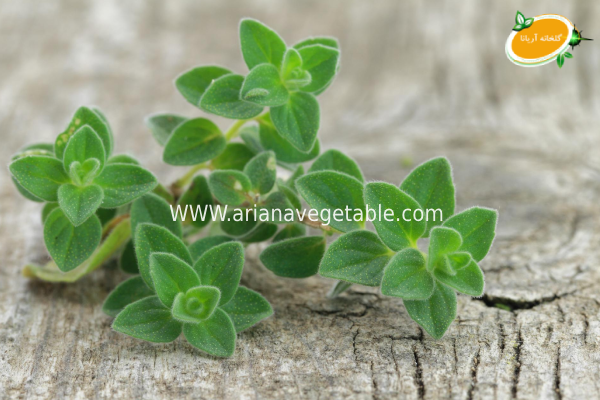 انواع سبزی کوهی و خواص درمانی آن ها 3 پونه کوهی