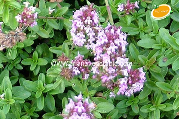 خواص سبزی کوهی