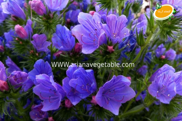 انواع سبزی کوهی و خواص درمانی آن ها 4 گل گاوزبان