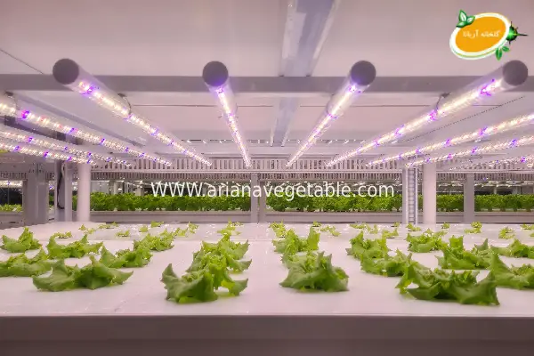 هزینه ساخت گلخانه ایروپونیک