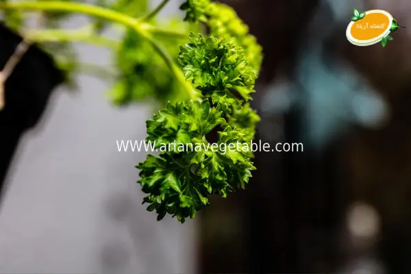 5 گیاه پرفروش گلخانهای برای بهار 1404 4 خرید جعفری فری