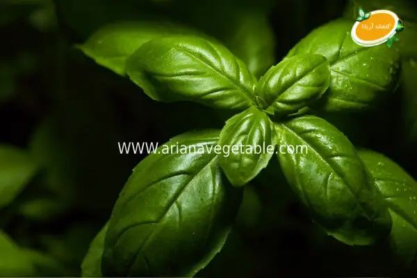 5 گیاه پرفروش گلخانهای برای بهار 1404 1 خرید ریحان ایتالیایی