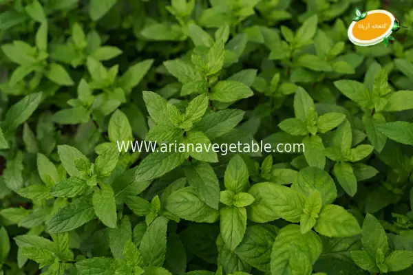 5 گیاه پرفروش گلخانهای برای بهار 1404 5 خرید نعنا