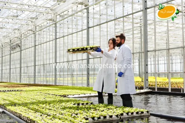 تفاوت گلخانه ایروپونیک و گلخانه هیدروپونیک