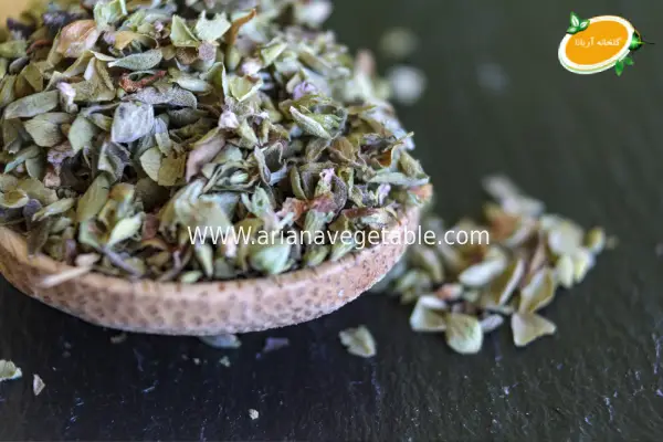 5 گیاه پرفروش گلخانهای برای بهار 1404 2 خرید پونه