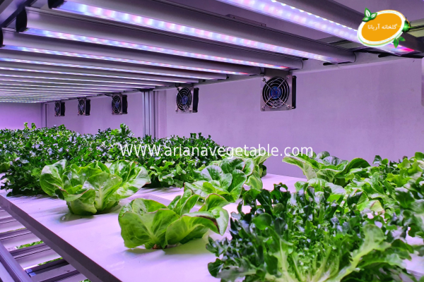 انواع سیستم‌های کشت هیدروپونیک در خانه