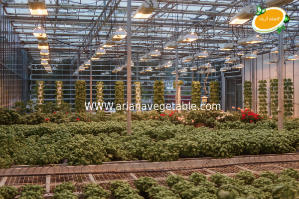 ساخت گلخانه تجاری