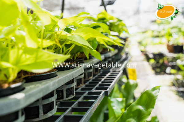 هزینه ساخت انواع گلخانه